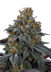 Lemon Cherry Runtz