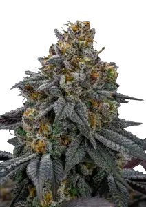 Photo of Lemon Cherry Runtz