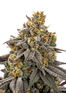 Lemon Cherry Runtz