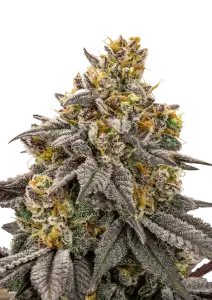 Photo of Lemon Cherry Runtz