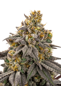 Lemon Cherry Runtz™