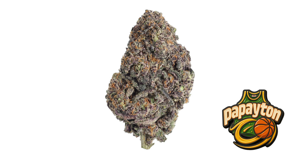 Papayton — breeder photo