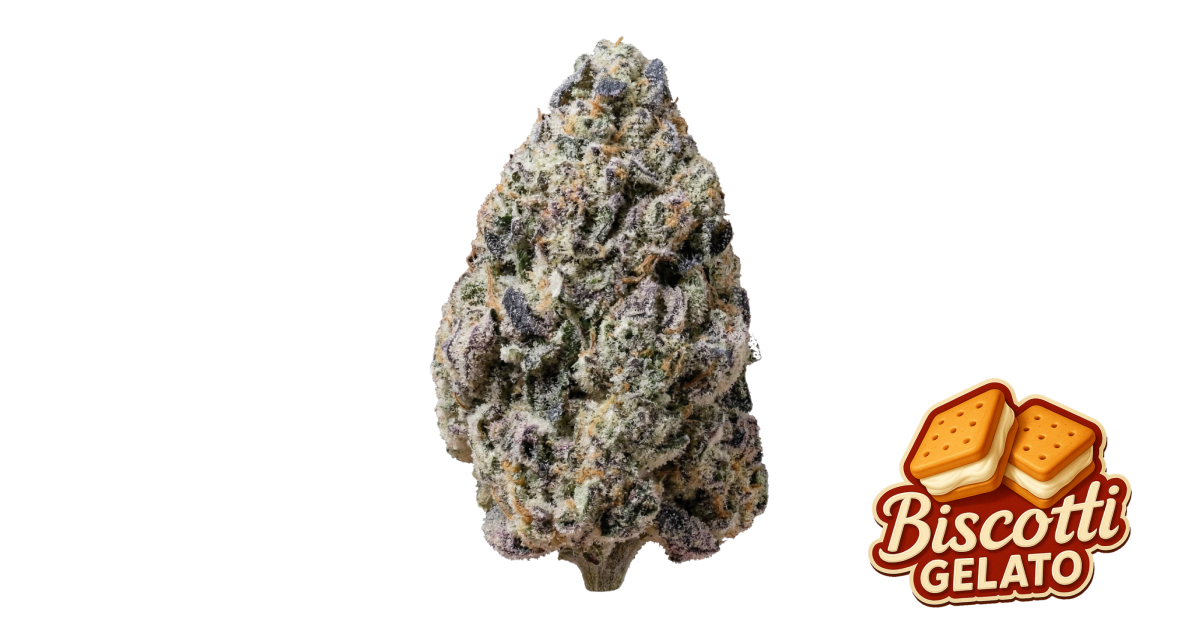 Biscotti Gelato — breeder photo