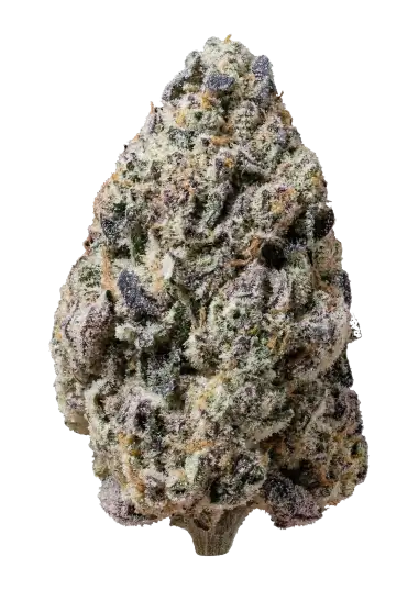 Photo of Biscotti Gelato