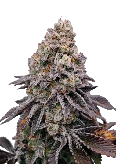 Photo of Biscotti Gelato