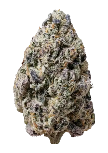 Photo of Biscotti Gelato