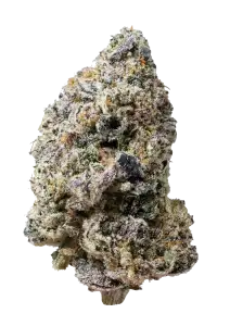 Photo of Biscotti Gelato