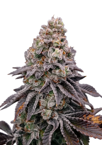 Biscotti Gelato