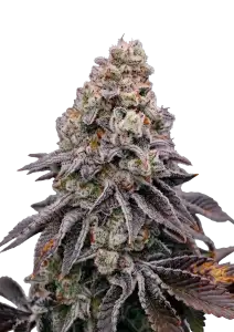 Photo of Biscotti Gelato