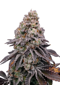 Biscotti Gelato™