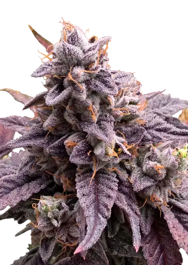 Photo of Z42