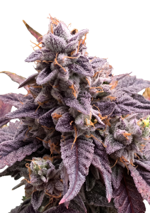Z42