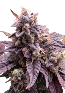 Photo of Z42