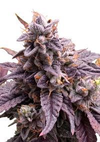 Z42™