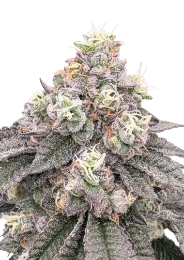 Photo of Garlic Mint Sherbet