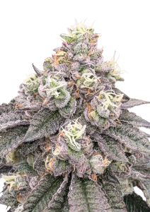 Garlic Mint Sherbet