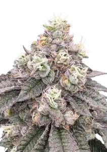 Photo of Garlic Mint Sherbet
