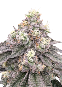 Garlic Mint Sherbet™