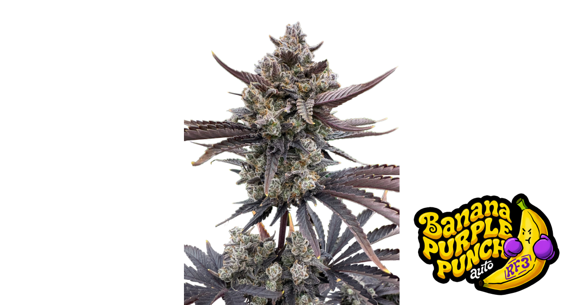 Banana Purple Punch Auto RF3 1 St. Fast Buds