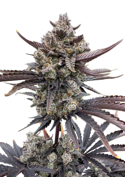 Banana Purple Punch RF3 Auto