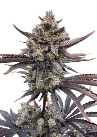 Banana Purple Punch Auto RF3™