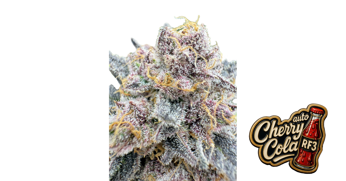 Cherry Cola Auto RF3 1 St. Fast Buds