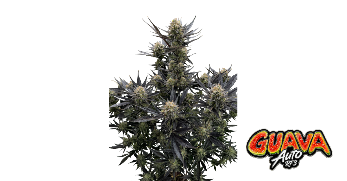 Guava Auto RF3 — breeder photo