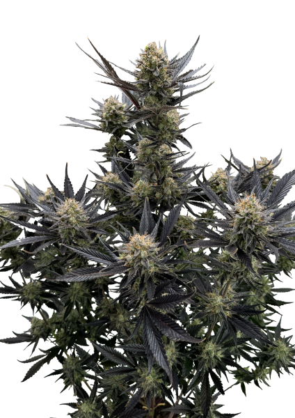 Guava Auto RF3 1 St. Fast Buds