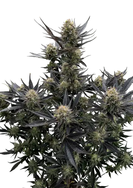 Photo of Guava Auto RF3