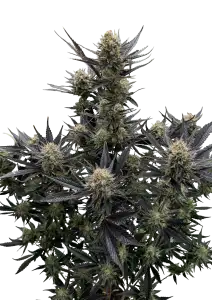 Photo of Guava Auto RF3