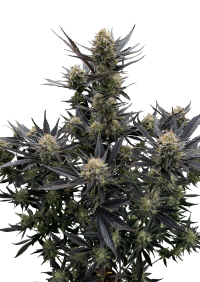 Guava Auto RF3™