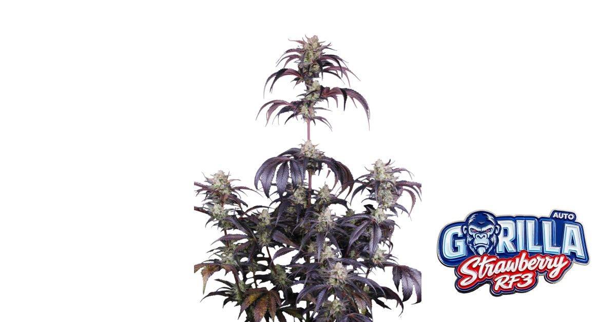Strawberry Gorilla Auto RF3 — breeder photo