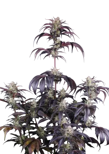 Photo of Strawberry Gorilla Auto RF3