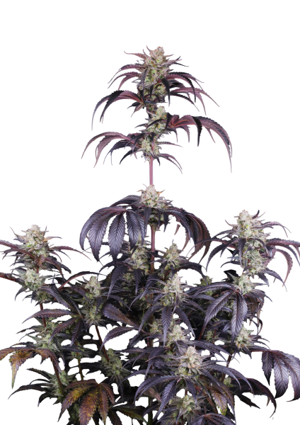 Strawberry Gorilla RF3 Auto