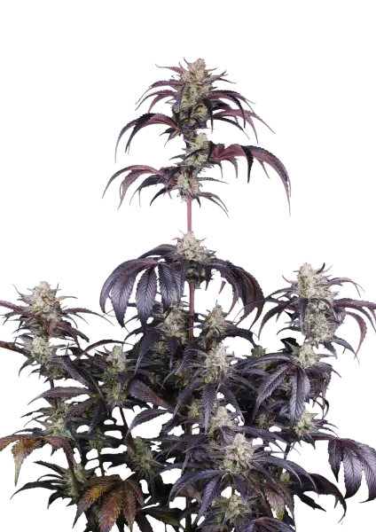 Photo of Strawberry Gorilla Auto RF3