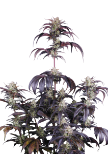 Strawberry Gorilla Auto RF3