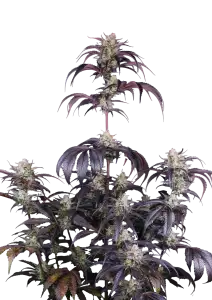 Photo of Strawberry Gorilla Auto RF3