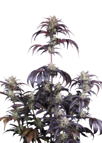 Strawberry Gorilla Auto RF3™