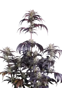 Strawberry Gorilla Auto RF3