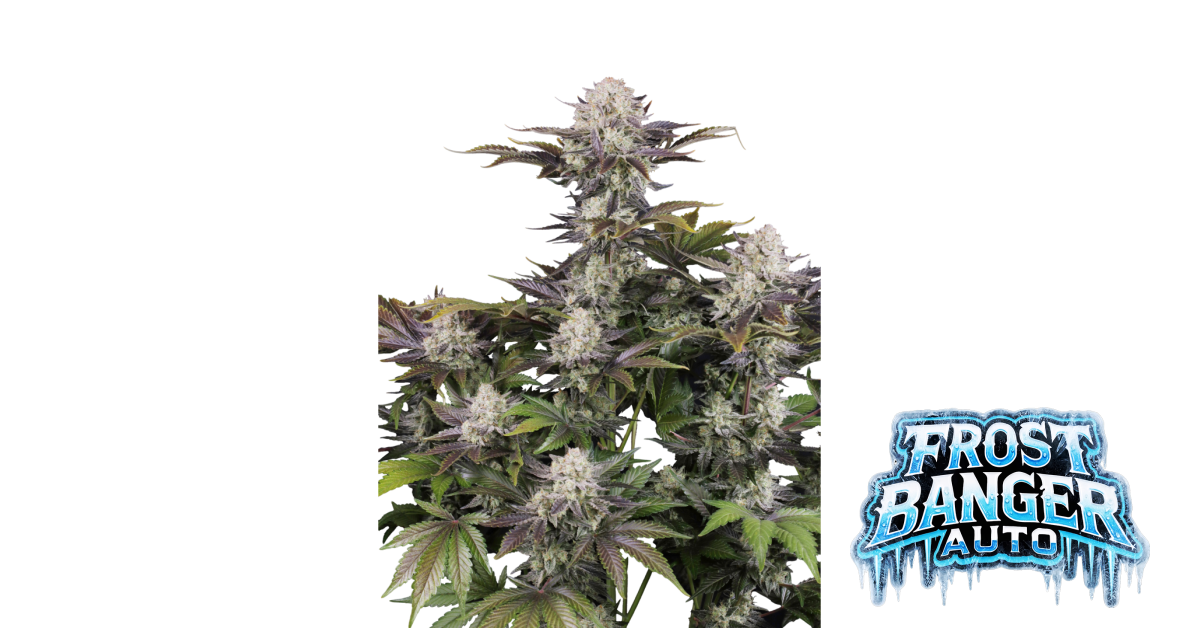 Frostbanger Auto — breeder photo