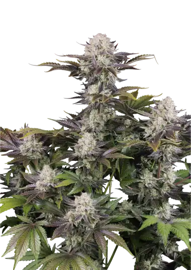 Photo of Frostbanger Auto