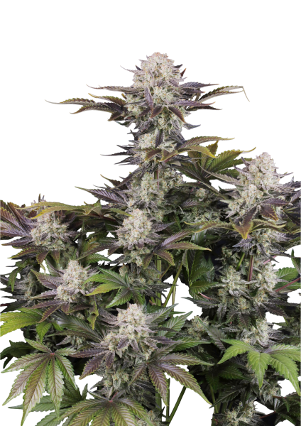 Frostbanger Auto