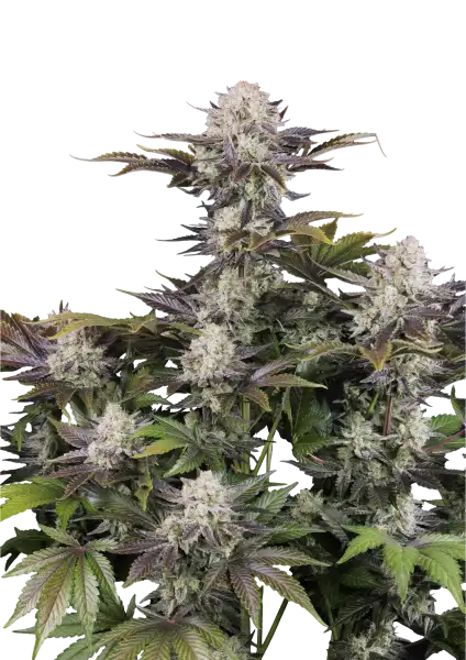 Photo of Frostbanger Auto