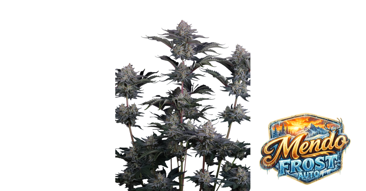 Mendo Frost Auto