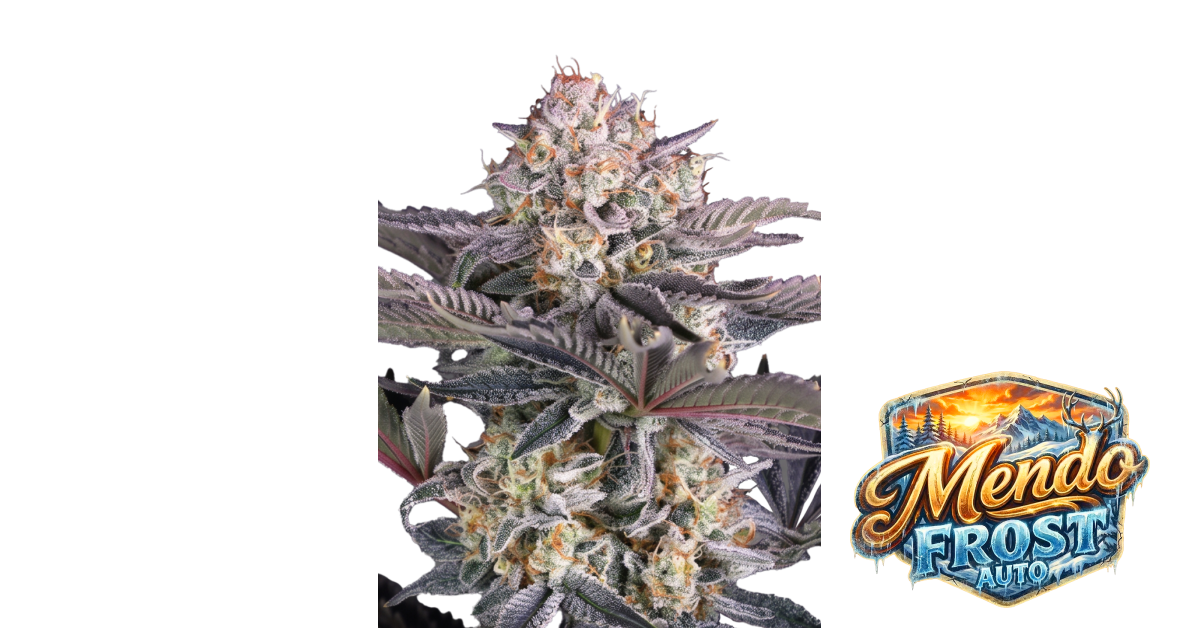 Mendo Frost Auto — breeder photo