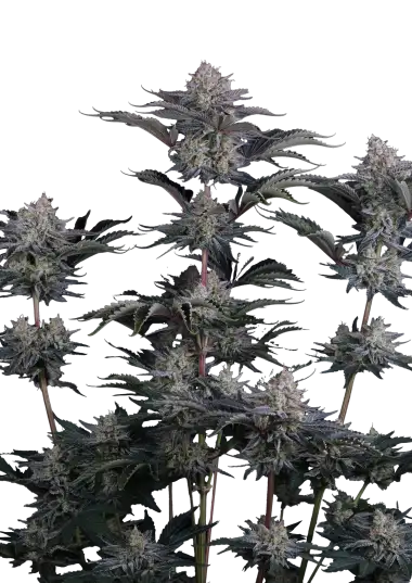 Photo of Mendo Frost Auto