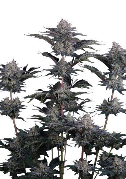 Mendo Frost Auto
