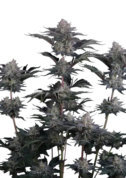 Photo of Mendo Frost Auto
