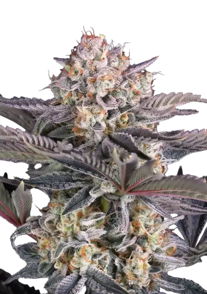 Photo of Mendo Frost Auto