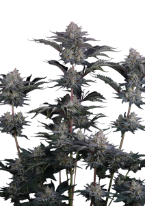 Mendo Frost Auto